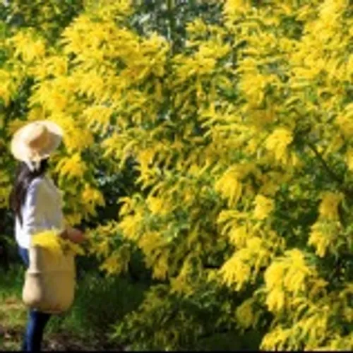 En 2022, la Fête du Mimosa n’ouvrira pas la saison hivernale mais...